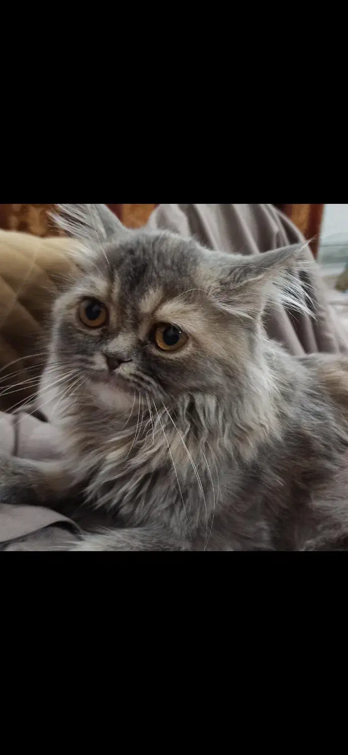 واگذاری گربه پرشین|گربه|سراوان, |دیوار