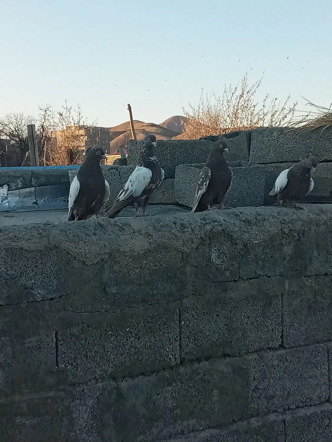 کوینهلی|پرنده|صوفیان, |دیوار