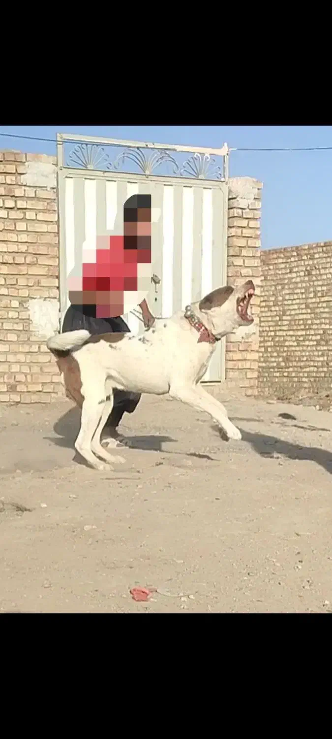 واگذاری سگ خراسانی نگهبان و گله|سگ|مشهد, گلبرگ شمالی|دیوار