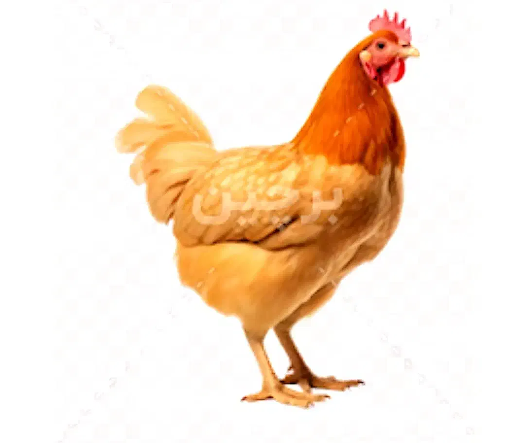 مرغ خانگی|حیوانات مزرعه|بسطام, |دیوار