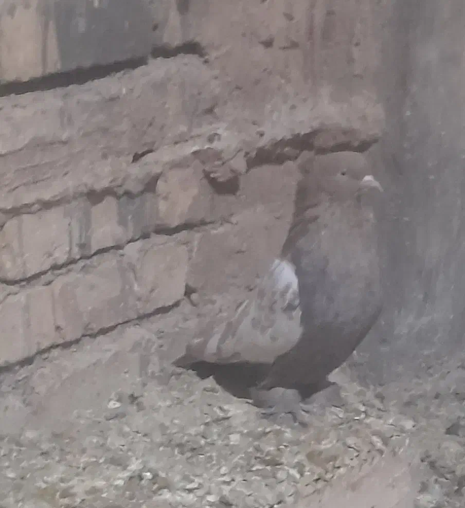 سینه سوسنی ماده پاری|پرنده|چادگان, |دیوار