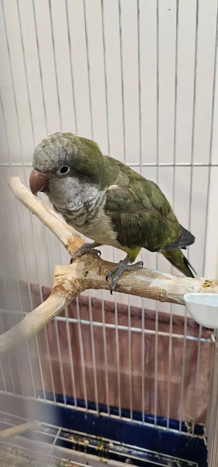 طوطی راهب|پرنده|پردیس, فاز ۸|دیوار