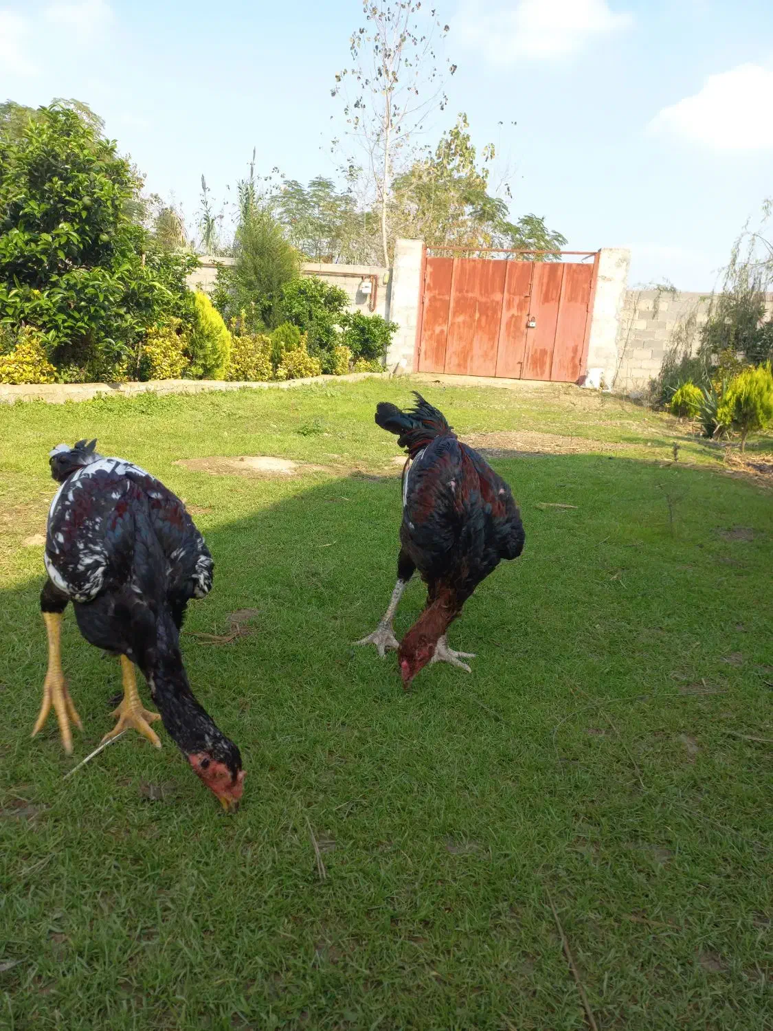 حیواناتمزرعه|حیوانات مزرعه|رشت, آتشگاه|دیوار