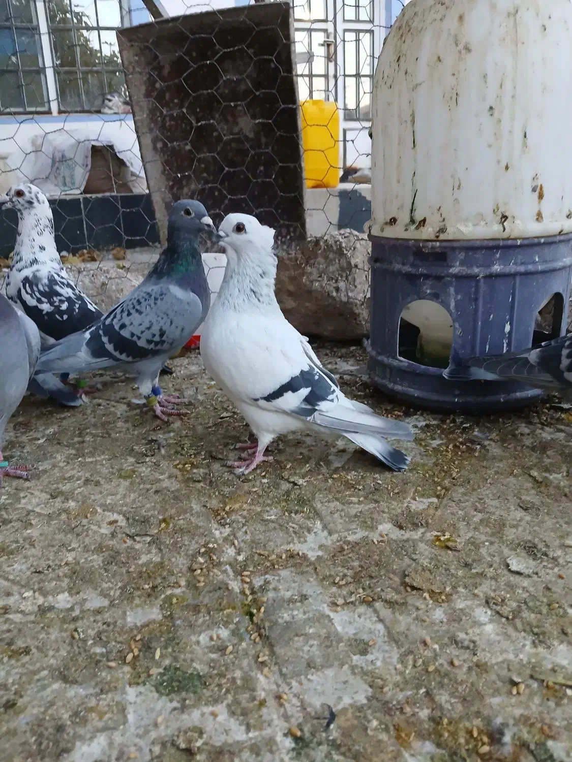 کفتر پلاکی و طوق سبز وسینه سرخ|پرنده|شیراز, سعدیه جنوبی|دیوار