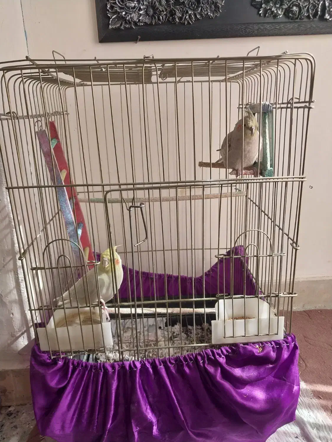 عروس هلندی دوعدد|پرنده|ملایر, |دیوار