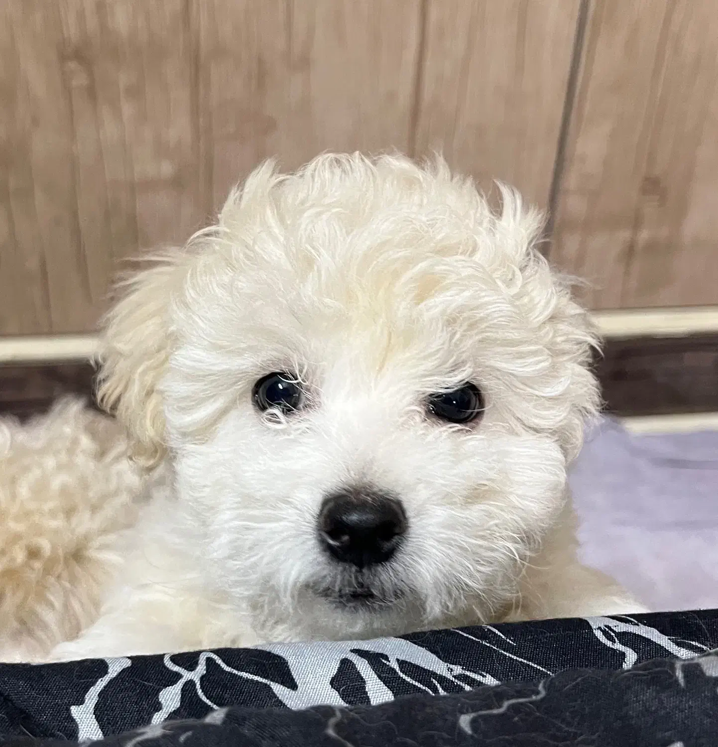 واگذاری سگ|سگ|اصفهان, شاهزید|دیوار