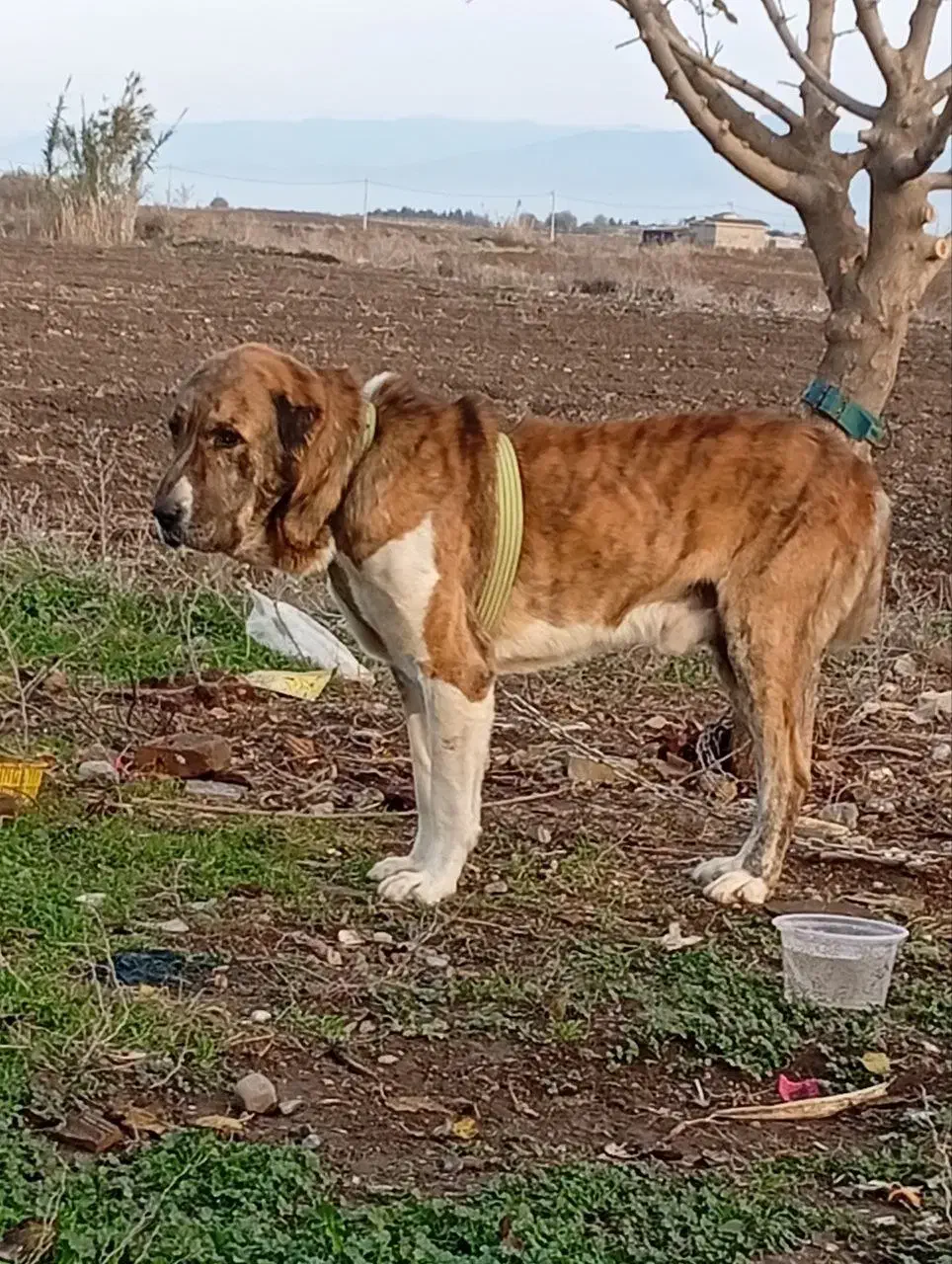 سگ گمشده|حیوانات|آق قلا, |دیوار