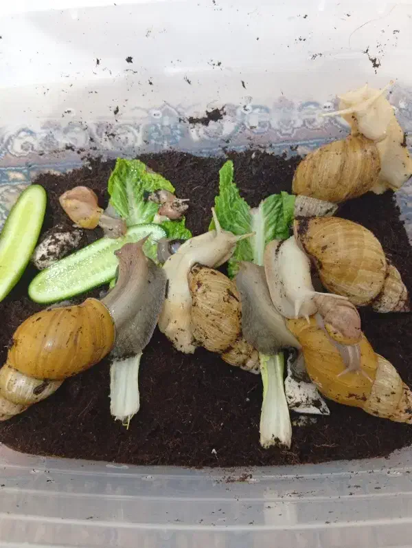 حلزون|خزنده|محمدشهر, محمدشهر|دیوار