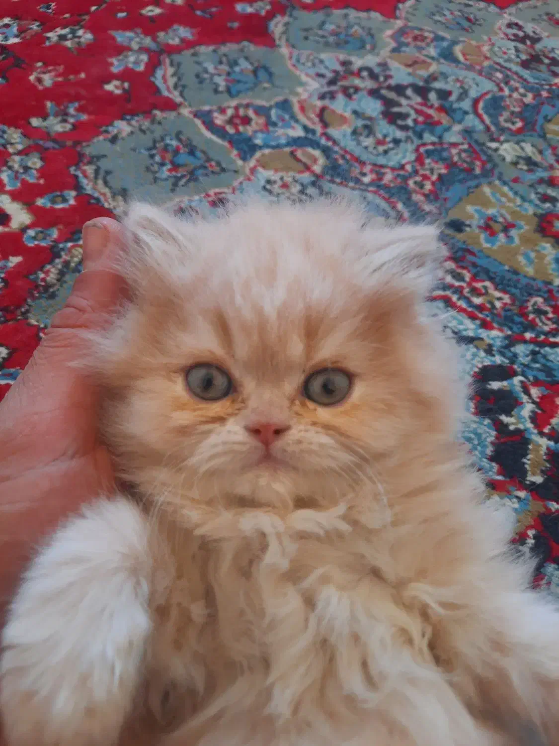 بچه گربه|گربه|کرمانشاه, |دیوار