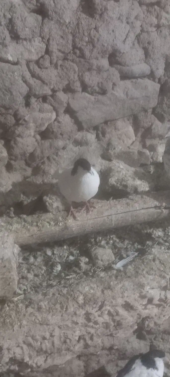 چند عدد خوشرنگ|پرنده|خرمدشت, |دیوار