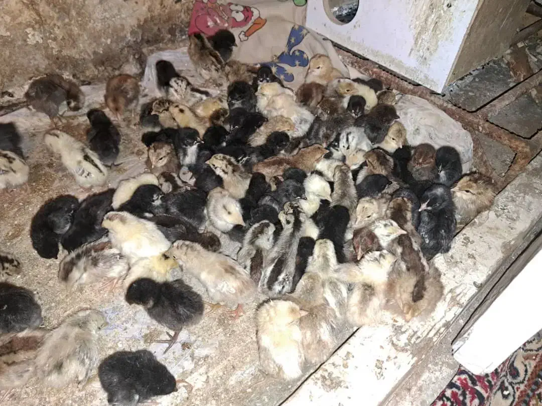 جوجه محلی عربی اصل|حیوانات مزرعه|بندر ماهشهر, |دیوار