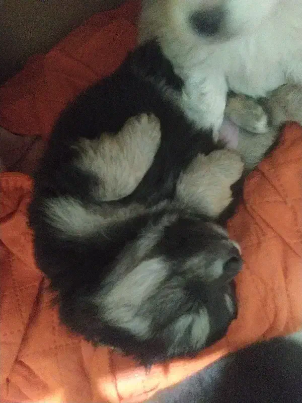 سگ ایش پیژ پامر|سگ|فولادشهر, B2|دیوار