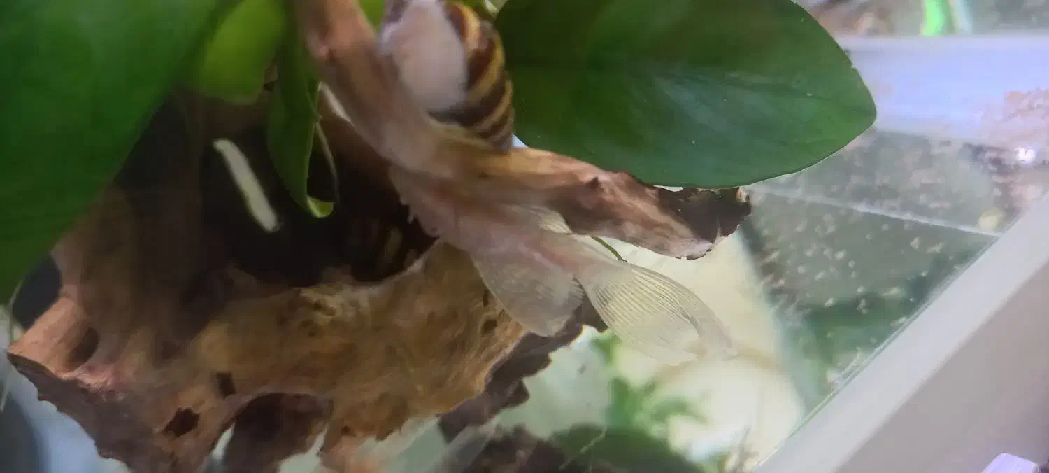 پلکو لنجنخوار کفخوار آلبینو سوپر باله|ماهی|پرند, فاز ۶|دیوار