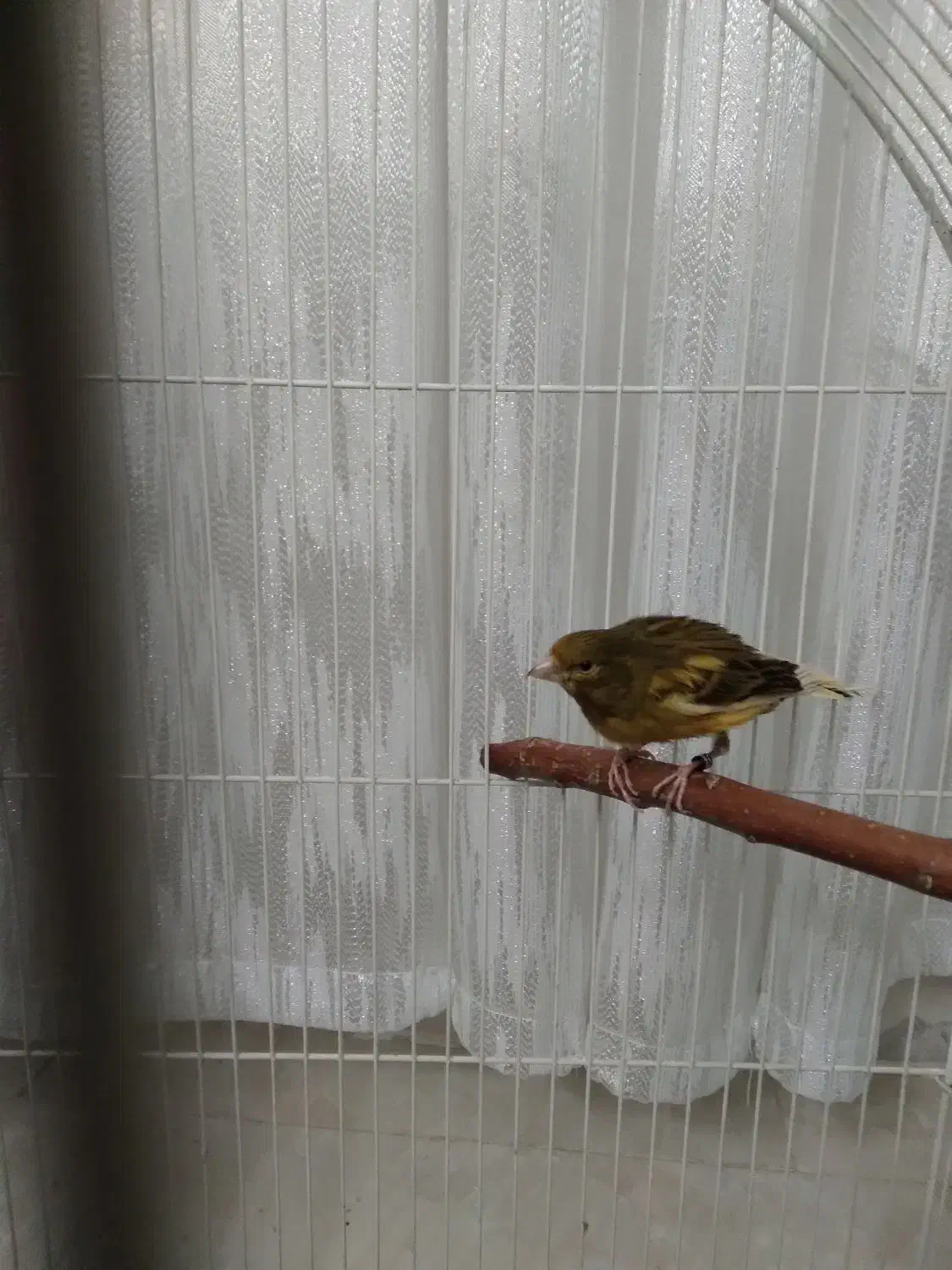 قناری نر|پرنده|تهران, یافت آباد جنوبی|دیوار