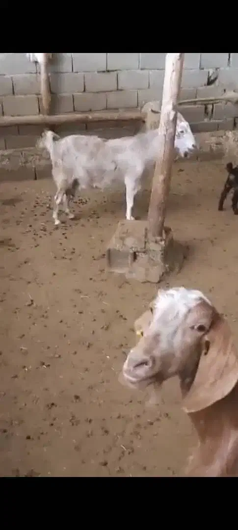 دو عدد بز سانن پاکستانی ودو عدد نر بز|حیوانات مزرعه|هشتگرد, هیو|دیوار