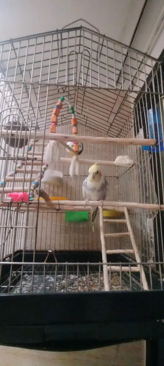 عروس هلندی|پرنده|رباط‌کریم, رباط‌کریم|دیوار