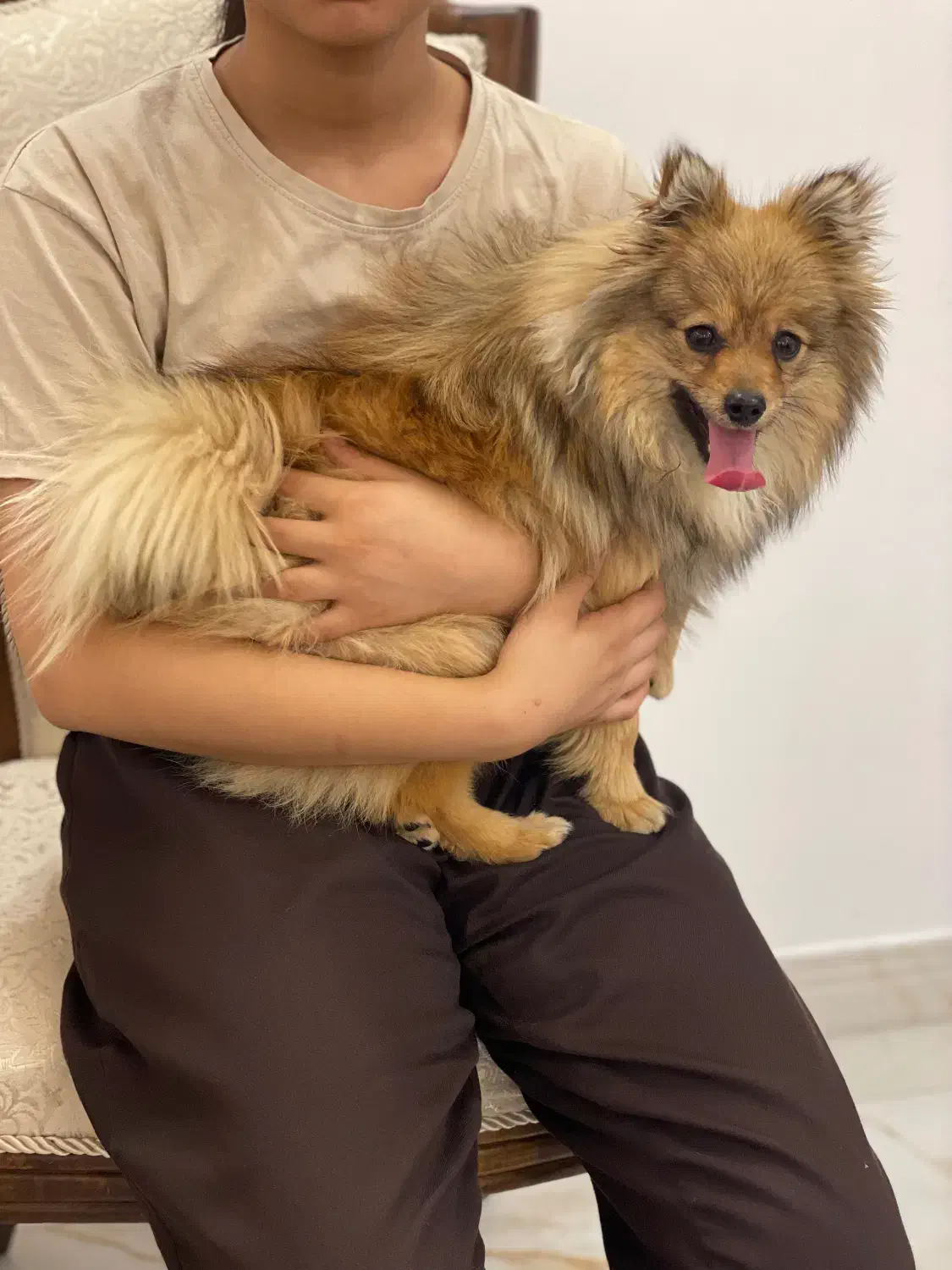 سگ خانگی|سگ|مشگین شهر, |دیوار