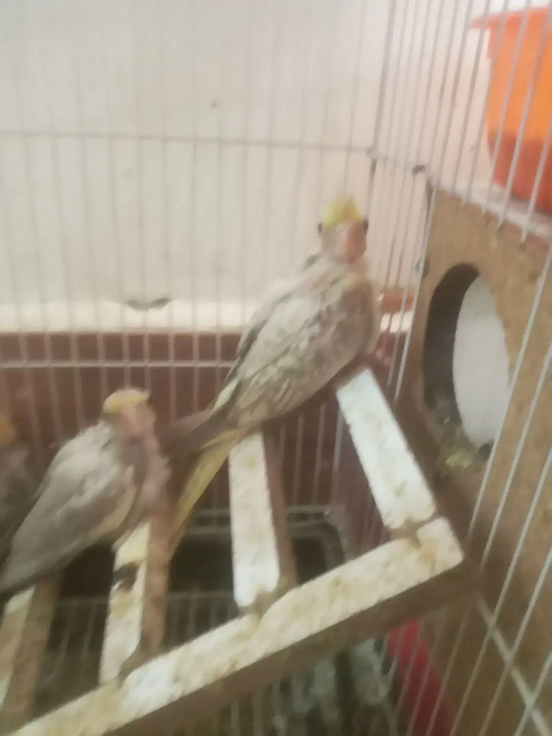 ۴تا جوجه عروس تقریبا دون خور شدن|پرنده|سبزوار, طبرسی (جعفرآباد)|دیوار