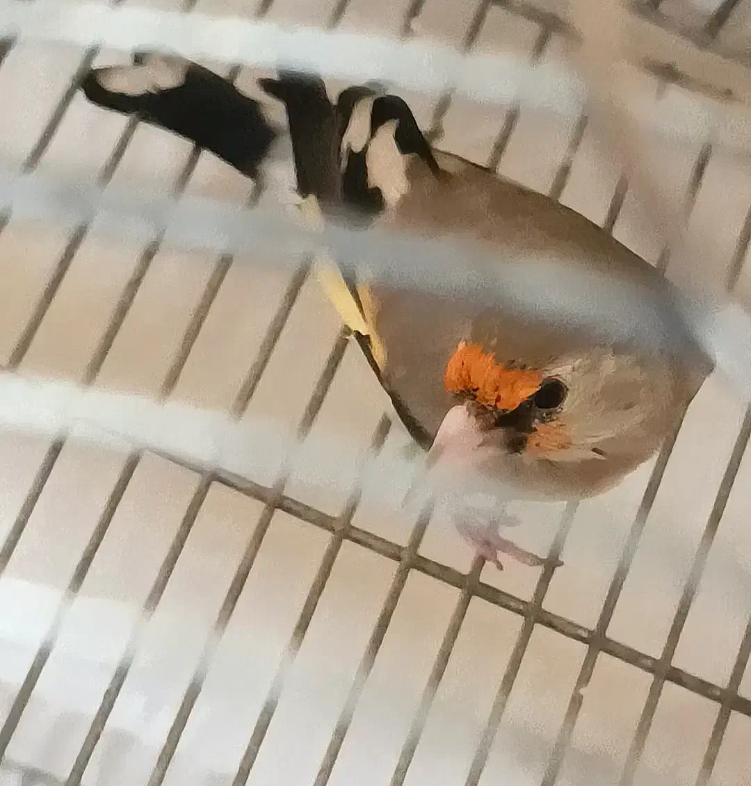 سهره دورگ کرمونی|پرنده|شیراز, مسلم|دیوار