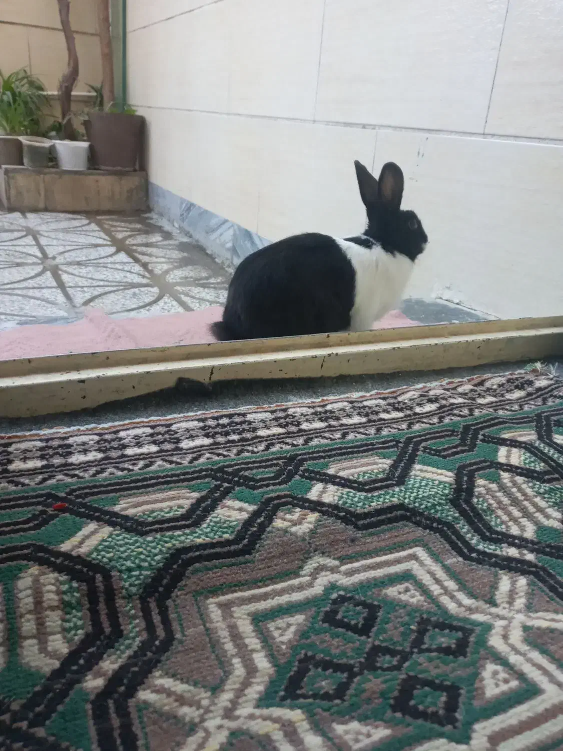 خرگوش|موش و خرگوش|بروجرد, |دیوار