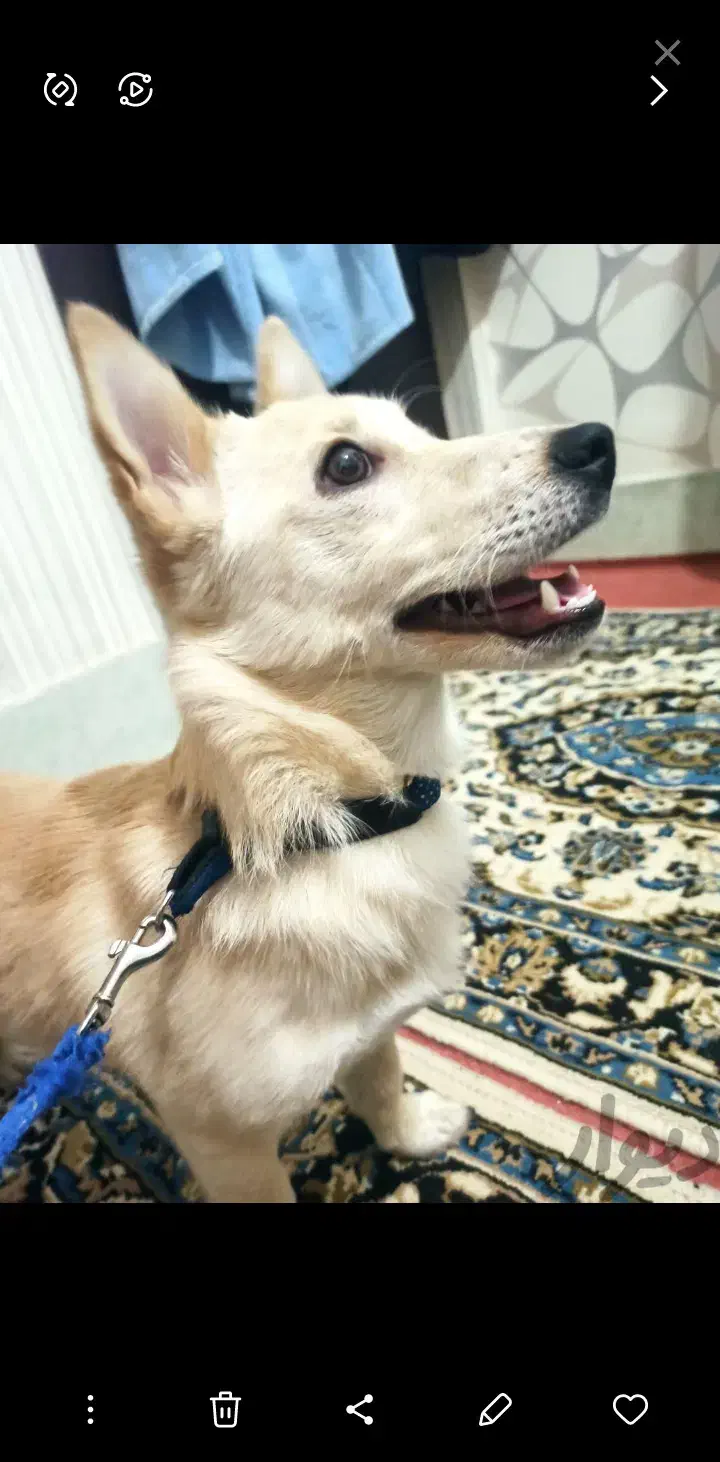 سگ پاکوتاه|سگ|اراک, |دیوار