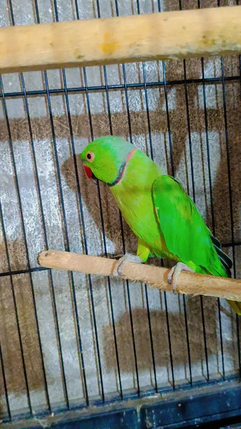 ملنگو مولد|پرنده|ساری, |دیوار