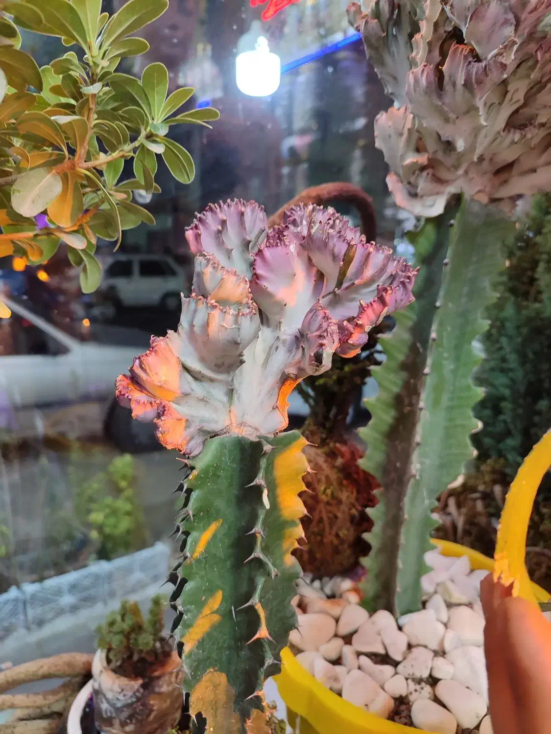 خاص ترین گل های آپارتمانی|گل و گیاه طبیعی|فردیس, قریشی|دیوار