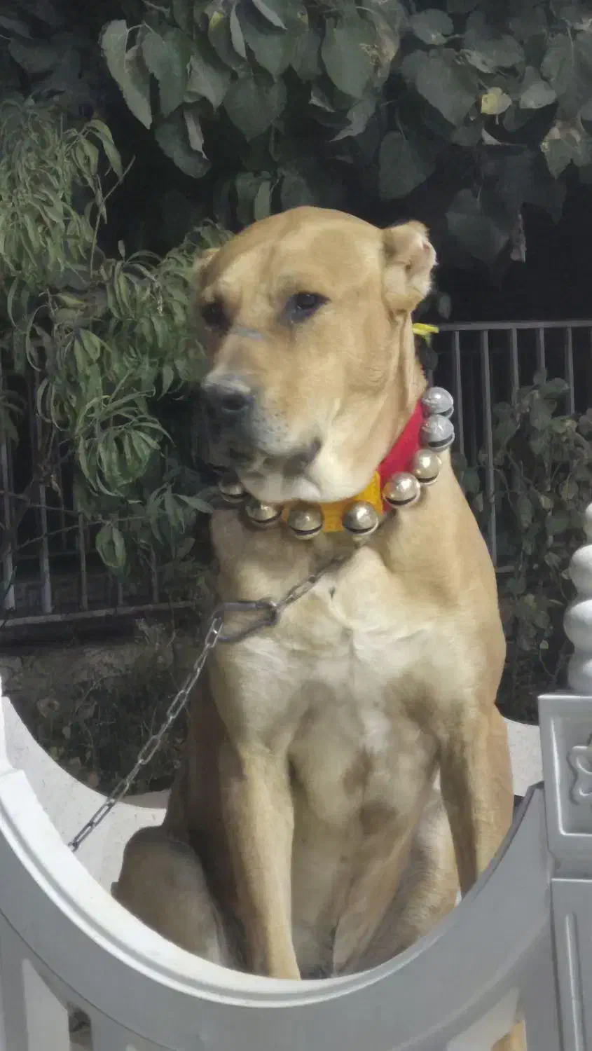 سگ دزدیده شده|سگ|مشهد, فرخد|دیوار