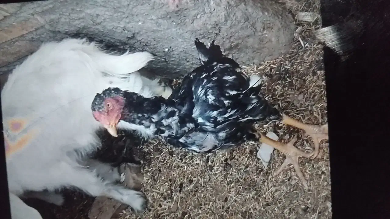 مرغ خروس|حیوانات مزرعه|تربت جام, جامرود|دیوار