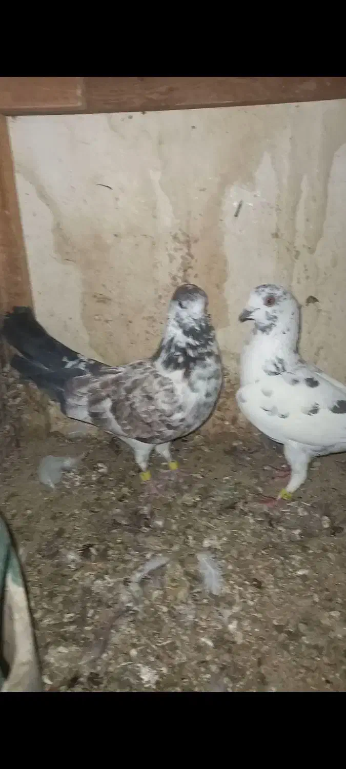 گلی سرورتهرانی پیچ بازی|پرنده|شیراز, کوشک میدان|دیوار