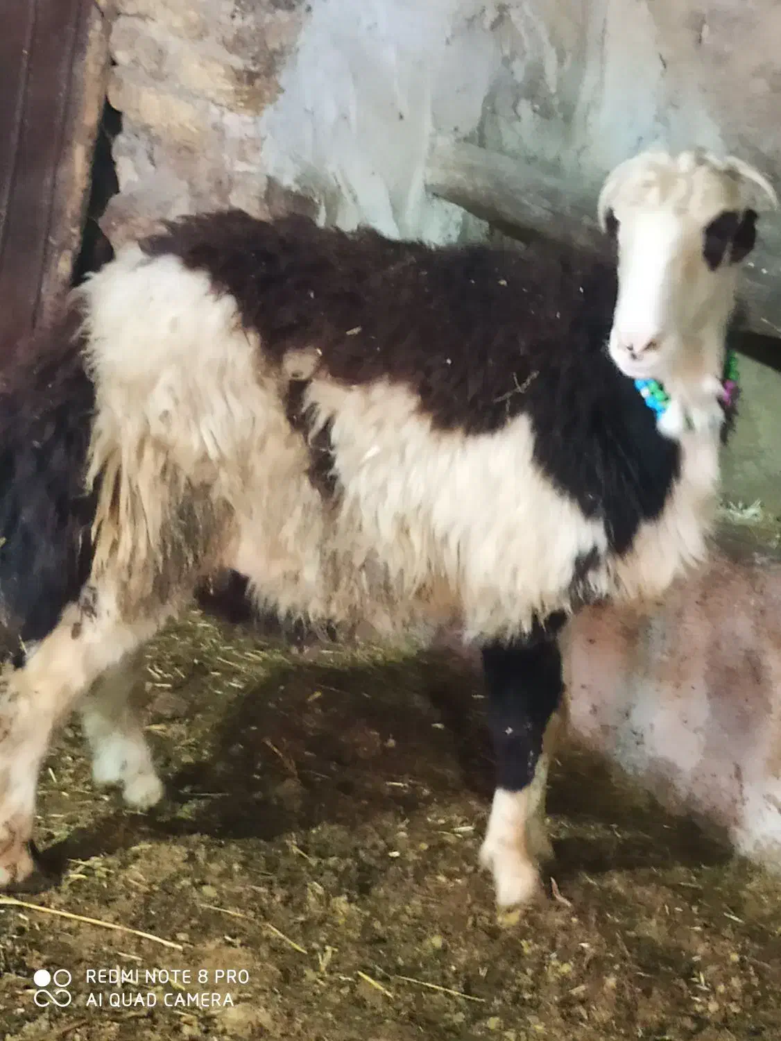 قوچ بره قوچ|اسب و تجهیزات اسب‌سواری|نهاوند, |دیوار