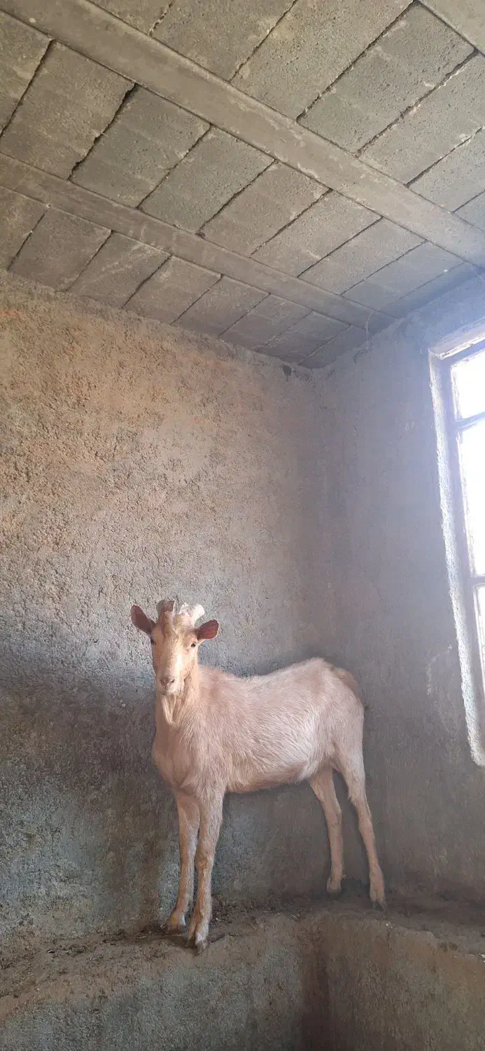 چپش آلپاین اصل|حیوانات مزرعه|تفت, |دیوار