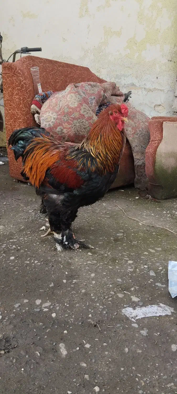 برهما پارتریچ|حیوانات مزرعه|آستانه اشرفیه, |دیوار