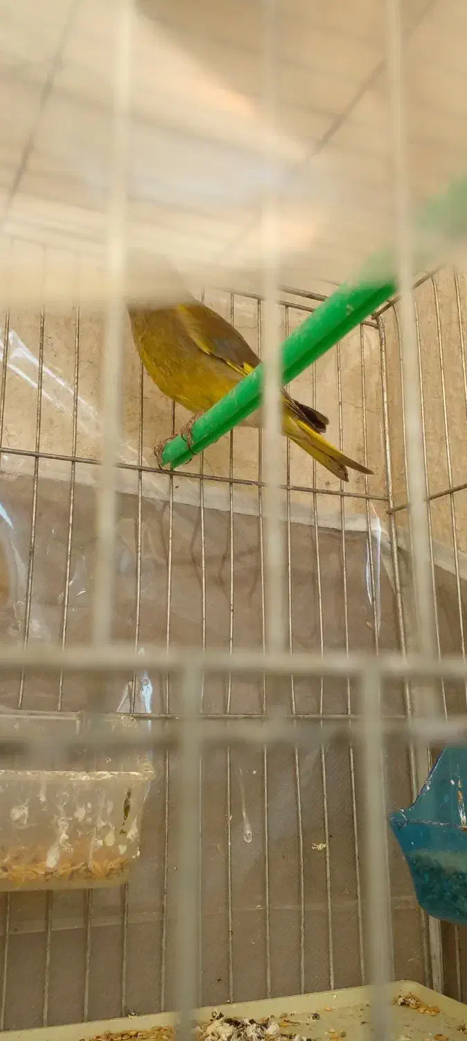 جفت سهره سبز باقفس|پرنده|تبریز, |دیوار