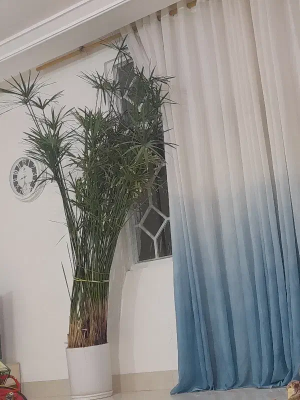 فروش،فوری نخل مردابی|گل و گیاه طبیعی|کوهدشت, |دیوار