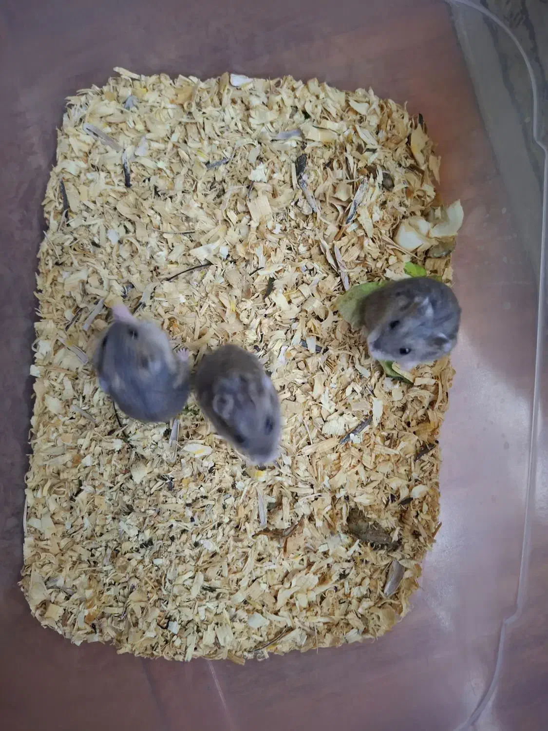 همستر|موش و خرگوش|تهران, نصرت|دیوار