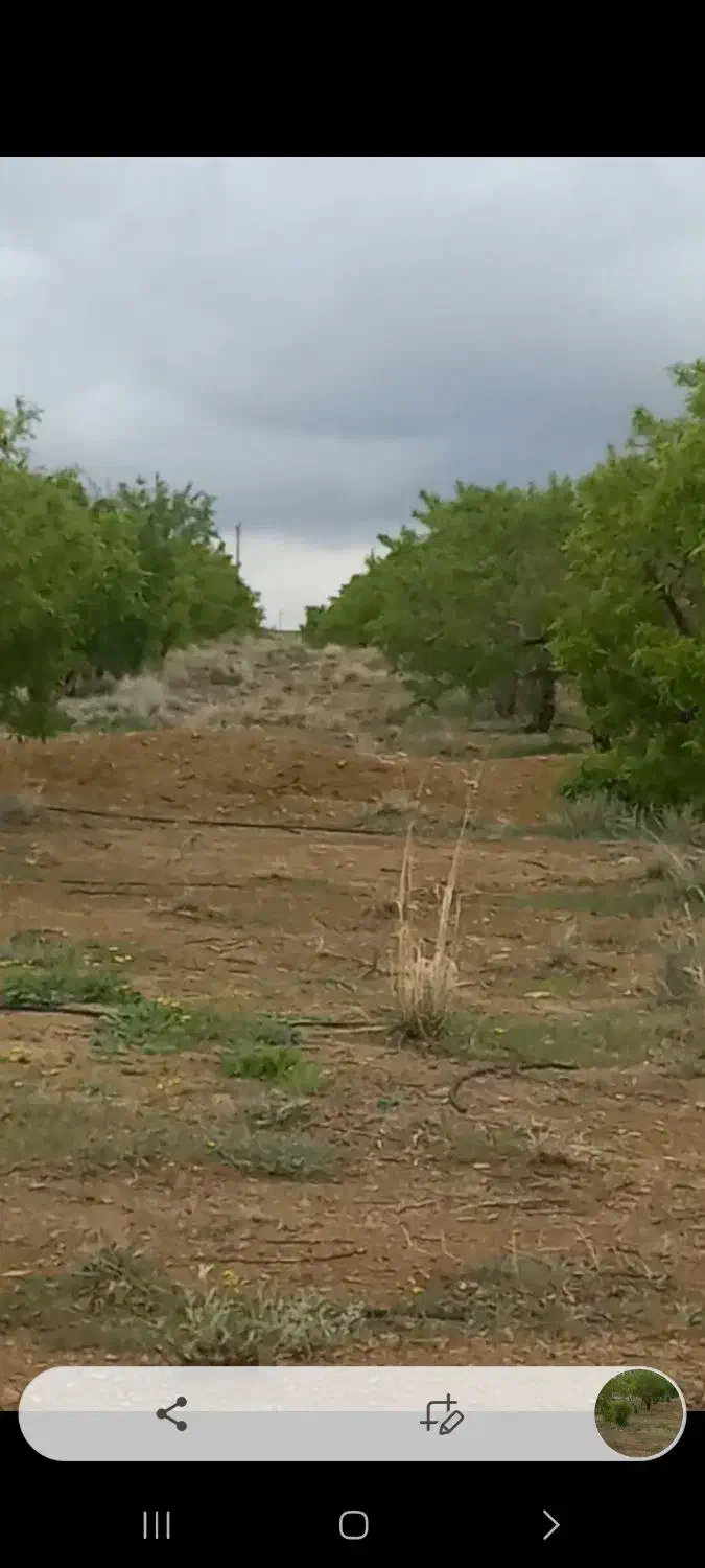 مزرعه بادام کشاورزی پرورش ماهی|فروش دفتر صنعتی، کشاورزی، تجاری|خوانسار, |دیوار