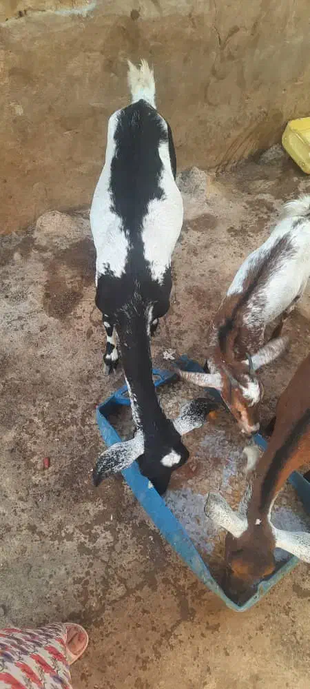 کهره|حیوانات مزرعه|قشم, |دیوار