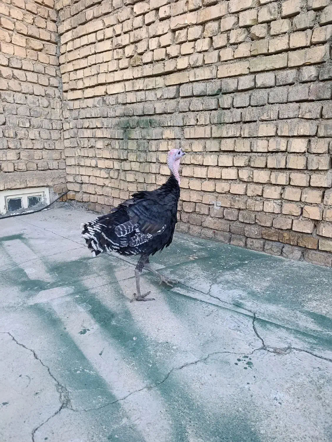 بوقلمون|حیوانات مزرعه|کوهدشت, |دیوار