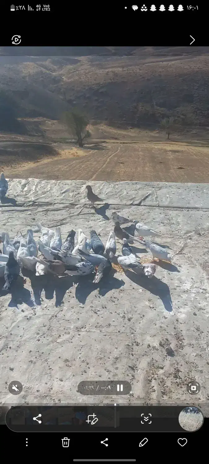 فروش کفتر|پرنده|سقز, |دیوار