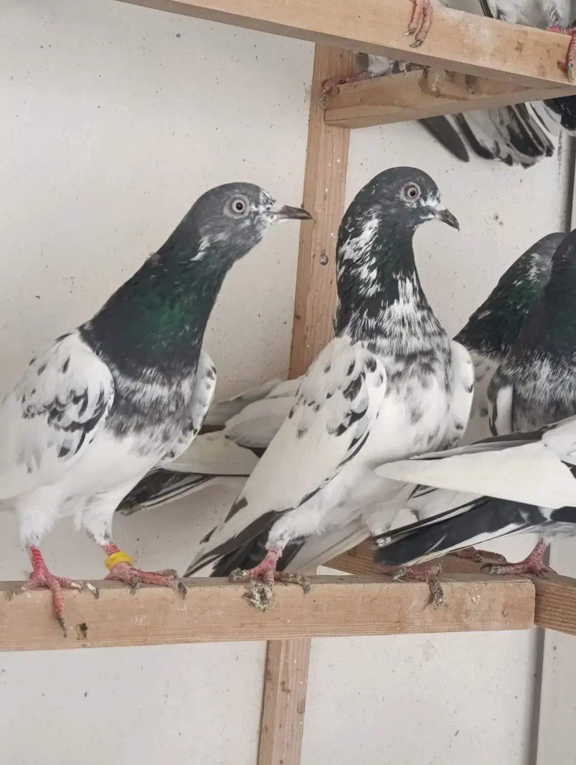 کبوتر ساعت سنگین|پرنده|رشت, تازه آباد|دیوار