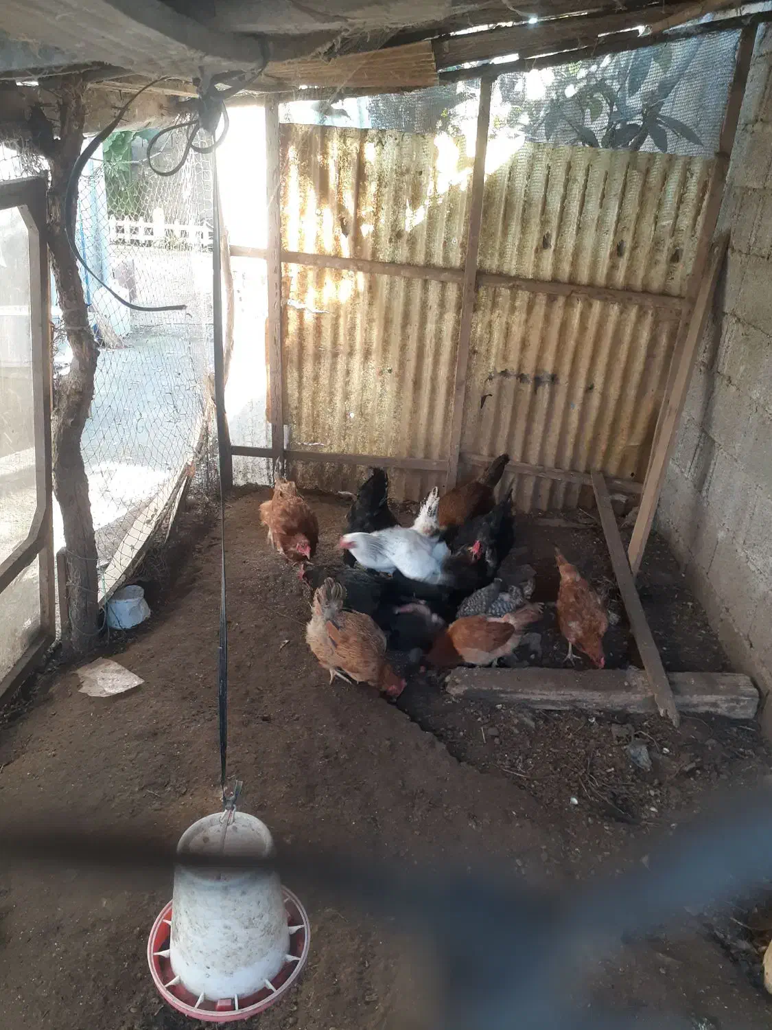 ۱۰عدد مرغ تخم گذار ۱سالو نیمه|حیوانات مزرعه|کیاشهر, |دیوار