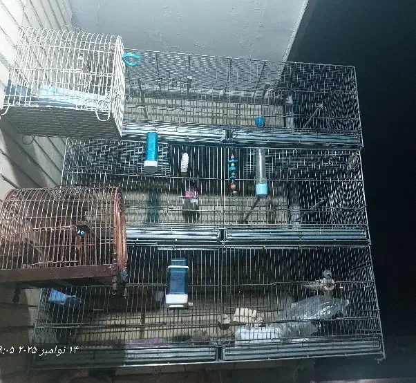 قفس ۶ خان قفس سهره|لوازم جانبی حیوانات|ماهدشت, |دیوار