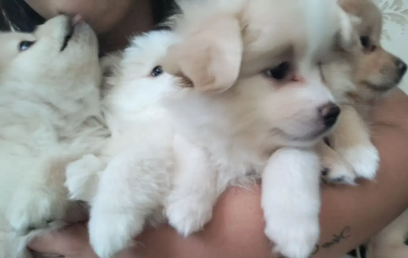 واگذاری اشپیتزپامرین|سگ|فولادشهر, B2|دیوار