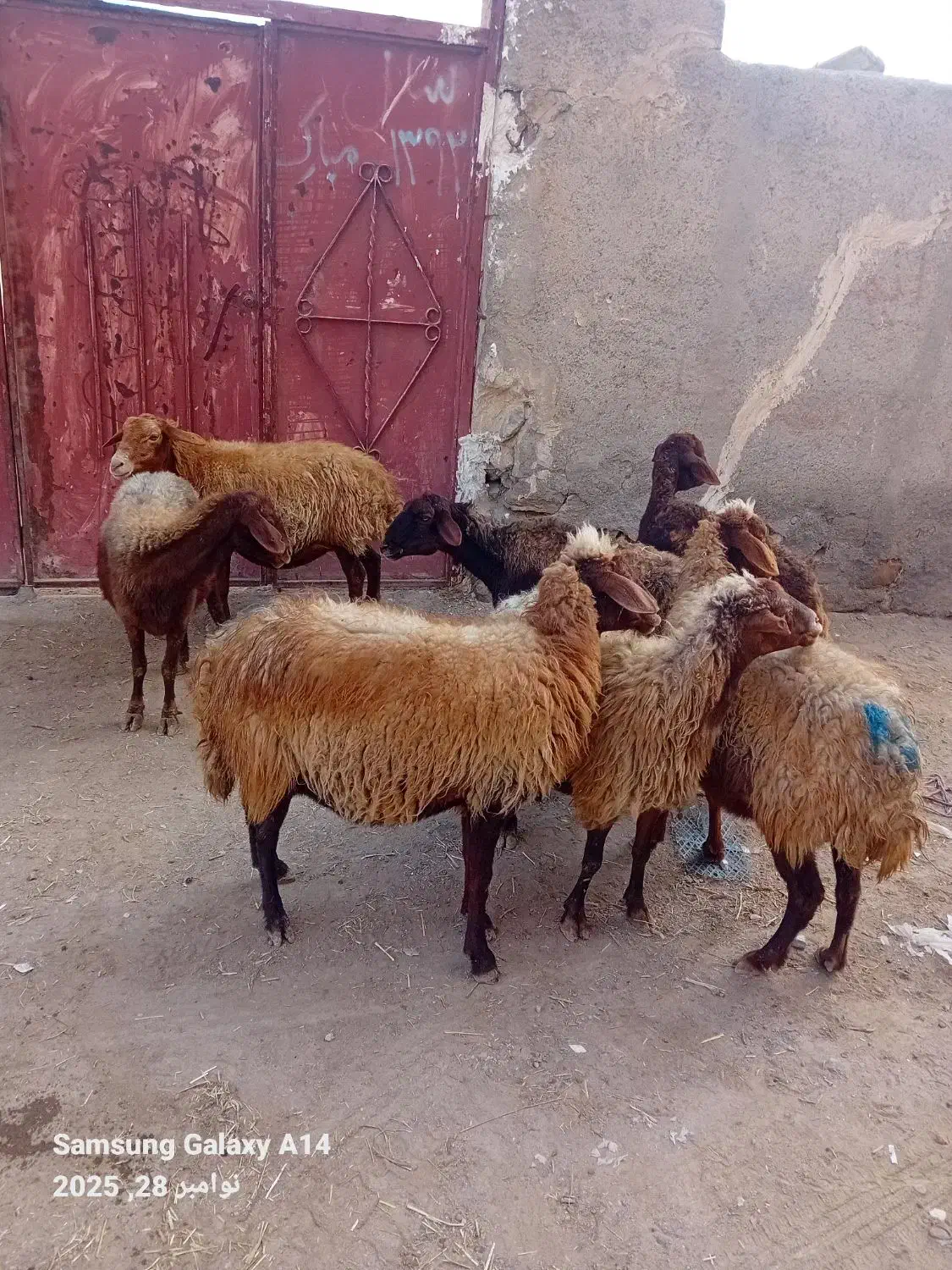 ۷عدد گوسفند سرحال برای یلینی وبوغاز برای فروشی|حیوانات مزرعه|اردبیل, |دیوار