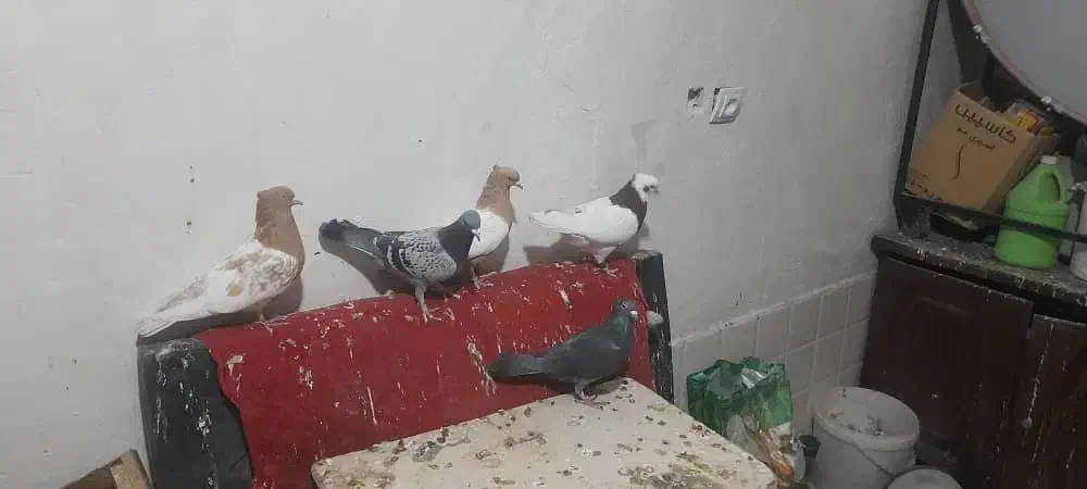 کبوتر،طوقی،سینه،کله، پلاکی|پرنده|مرودشت, تامین اجتماعی‎|دیوار