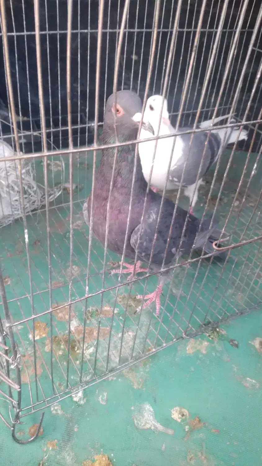 دوکت پلاکی و زرهی شکار|پرنده|لنجان, |دیوار