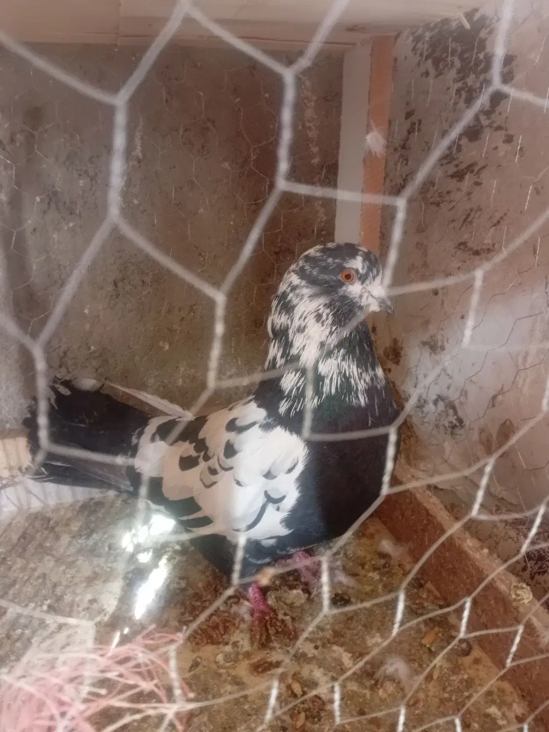 کفتر|پرنده|اردبیل, |دیوار