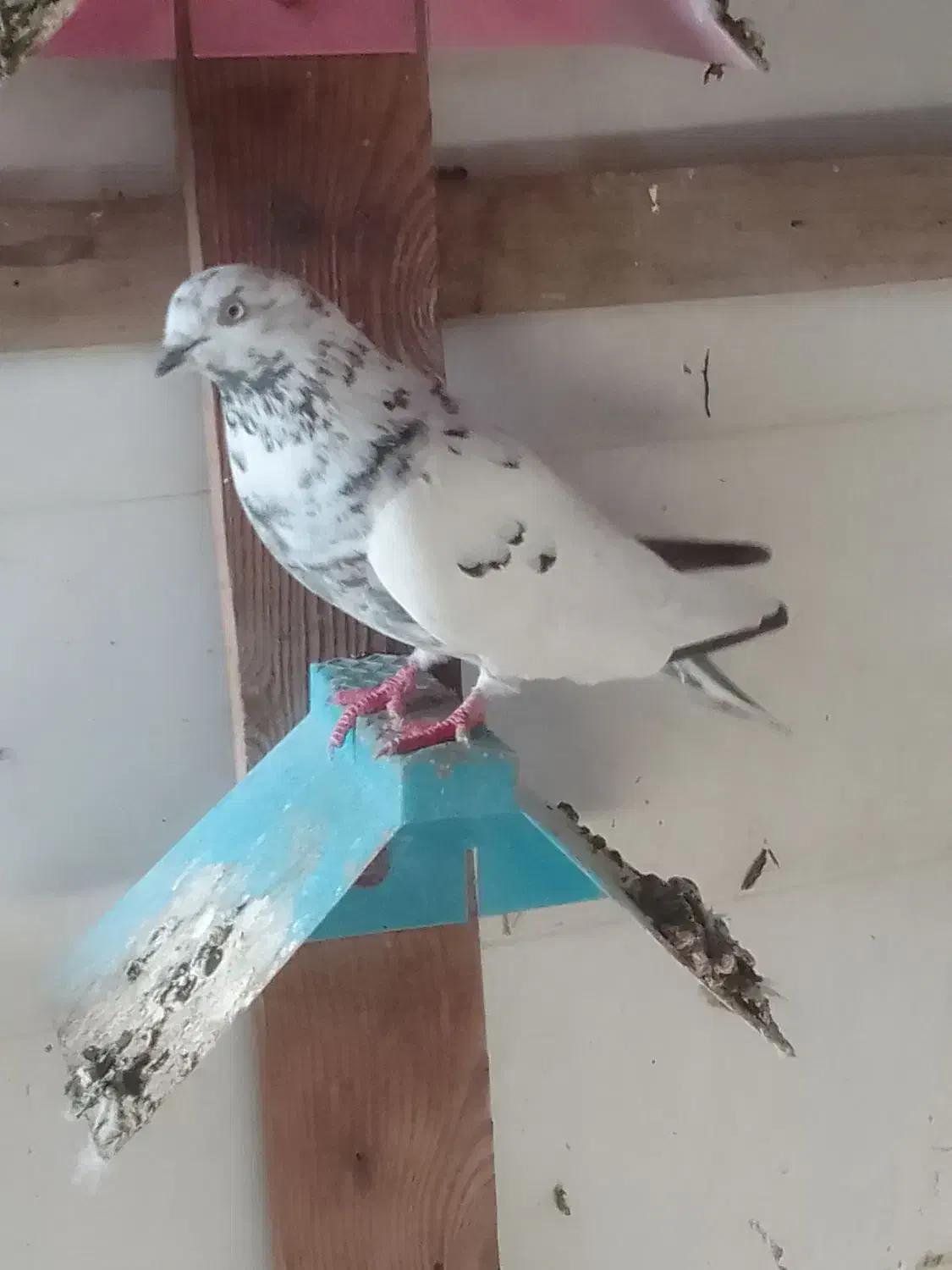 کبوتر|پرنده|خرمشهر, |دیوار