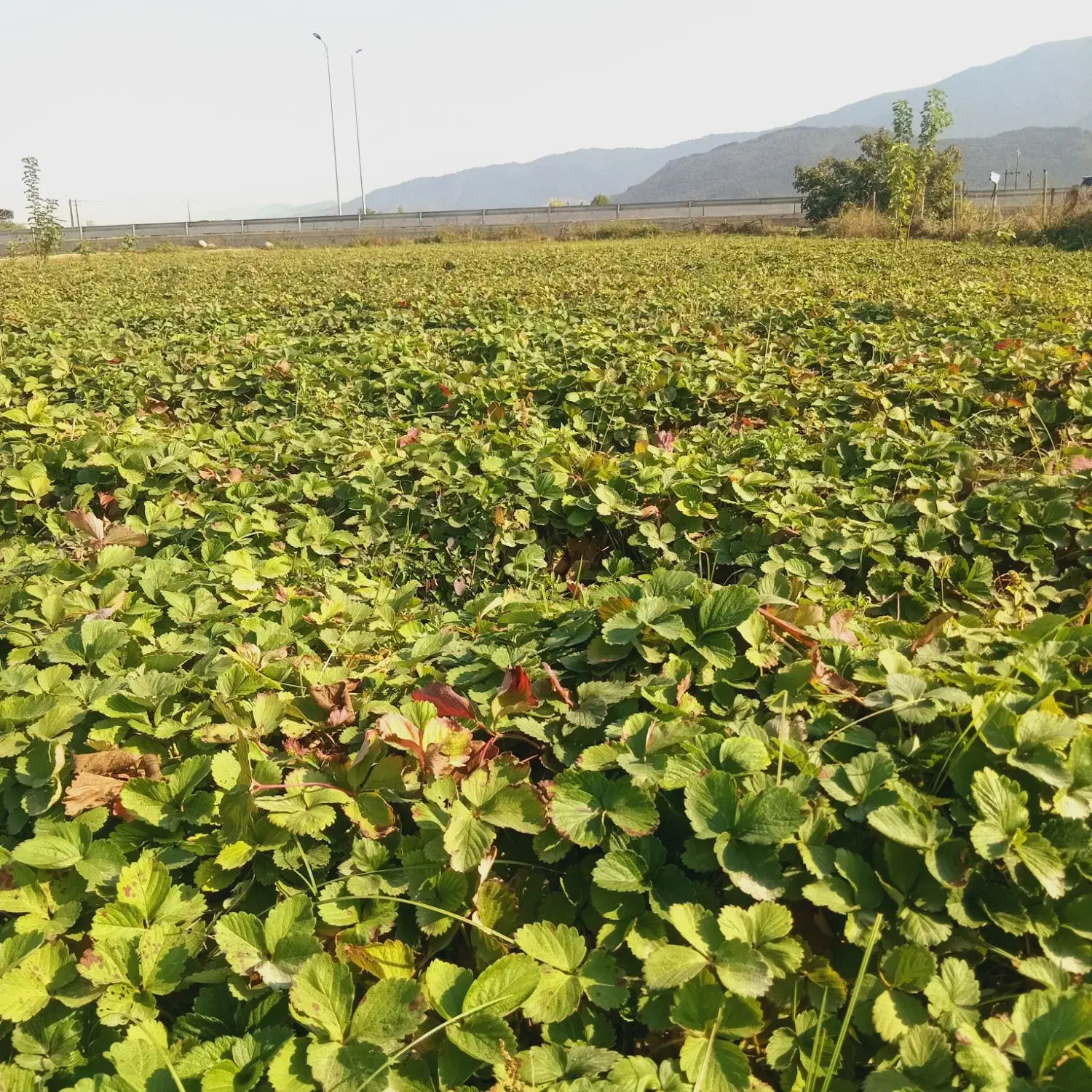 نهال توت فرنگی|عمده‌فروشی|خان ببین, |دیوار